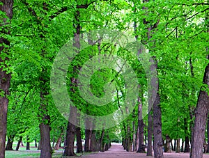 Trees in a green forest.Pathway through a forest full of trees.